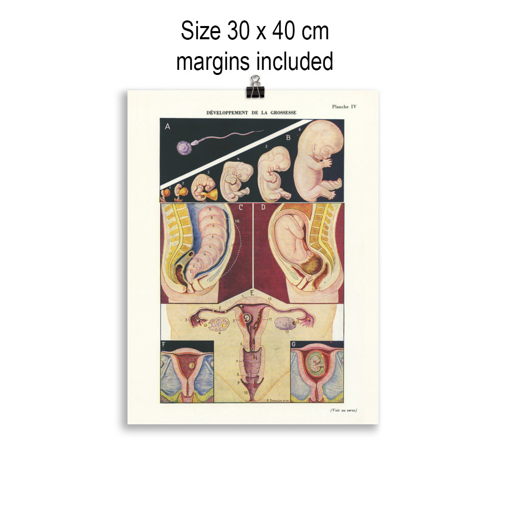 Pregnancy poster for medical doctors, obgyn & midwife gifts.