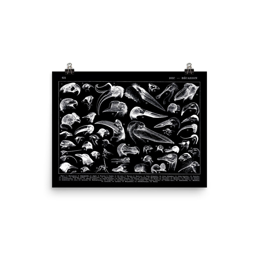 Semi Glossy Black Bird beaks poster on photo paper by Adolphe Millot
