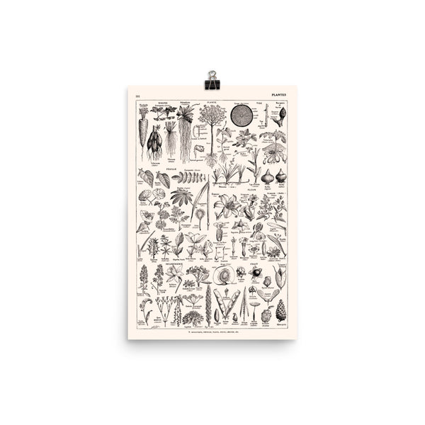 Large Scientific Botanical Plants Poster