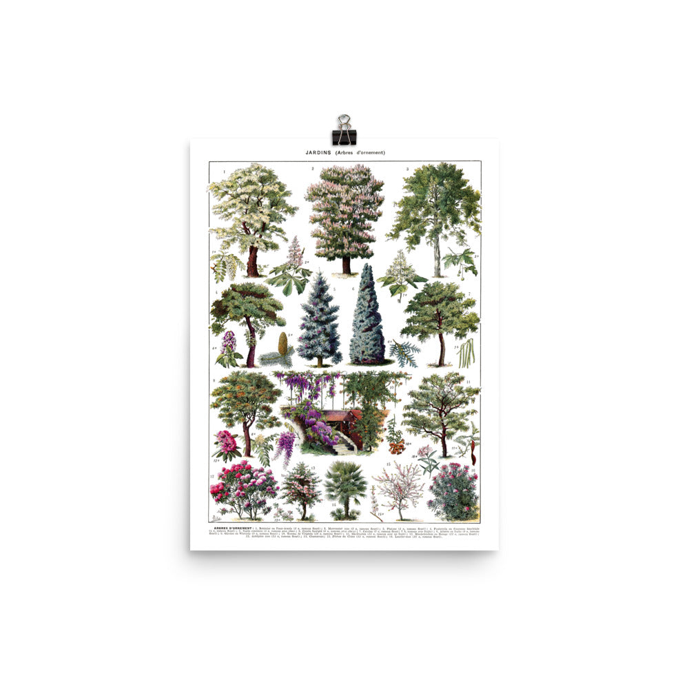 12x16 inches large ornamental garden trees botanical poster with cedar, horse chestnut, cypress