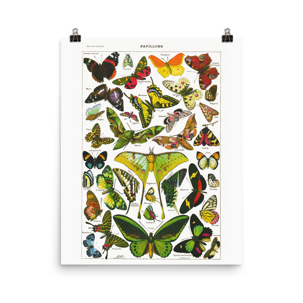 Large Butterflies & moths natural history print by Adolphe Millot
