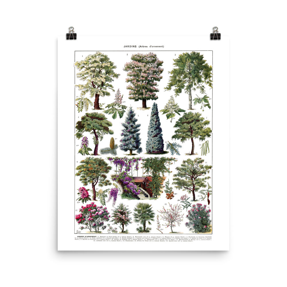 16x20 inches large ornamental garden trees botanical poster with cedar, horse chestnut, cypress, wisteria