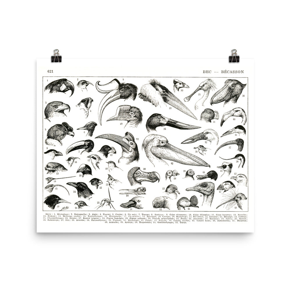 Horizontal Bird beaks poster by Adolphe Millot for Ornithology Science Decor