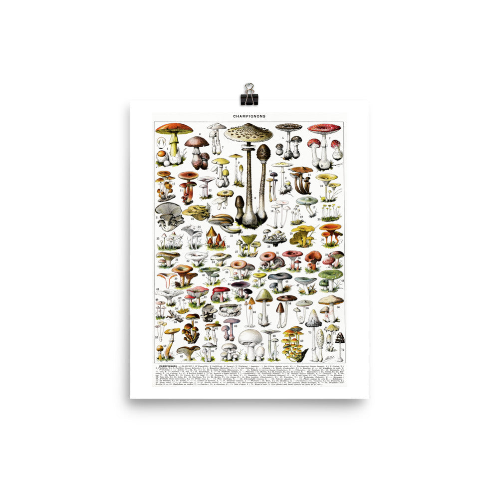 Large format Mushroom chart poster (In)