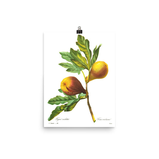 Large Redoute Fig poster for Vintage kitchen decor-Botanical art-Kitchen art-Rustic kitchen wall deco- Wall art French country decor Food
