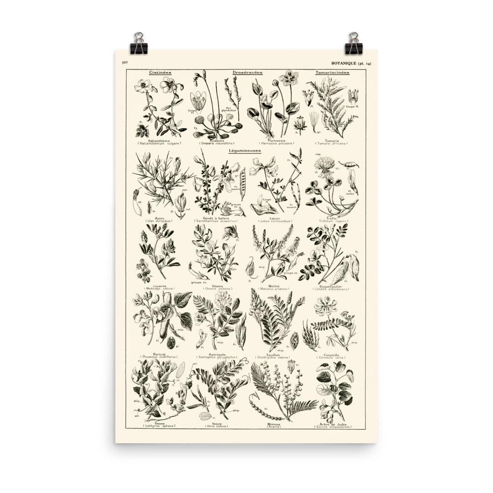 Botanics Poster - Legume Plants, Pea, Beans, Fabacea