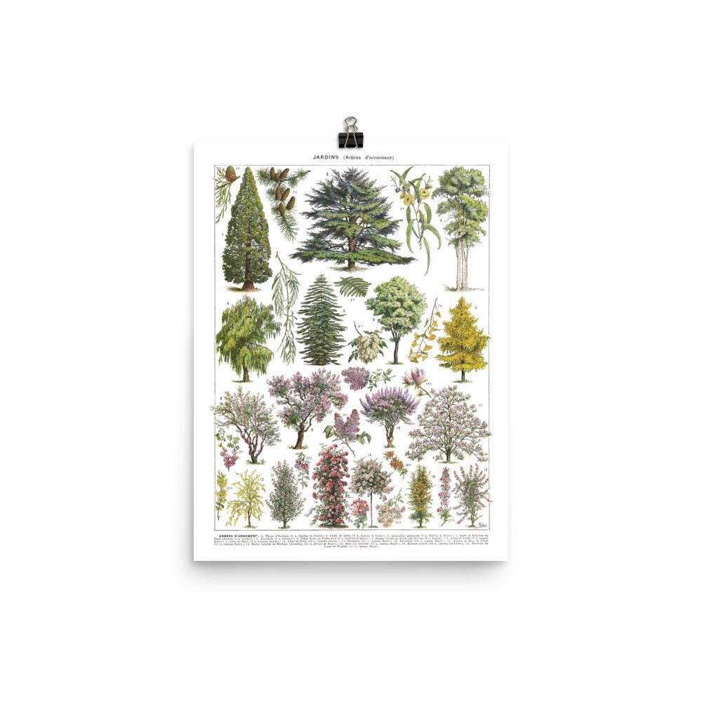 Ornamental garden tree wall art poster - Cedar by Adolphe Millot