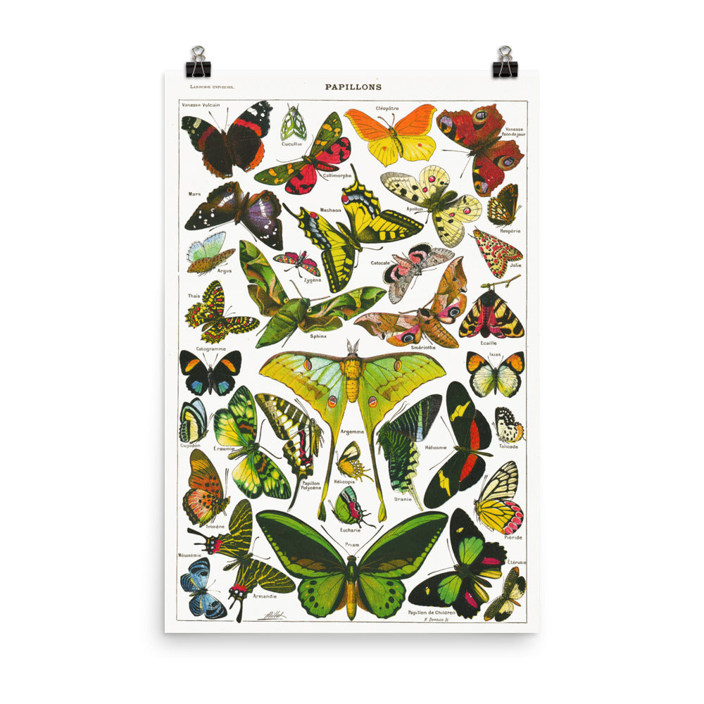 Affiche de papillons sur fonc blanc