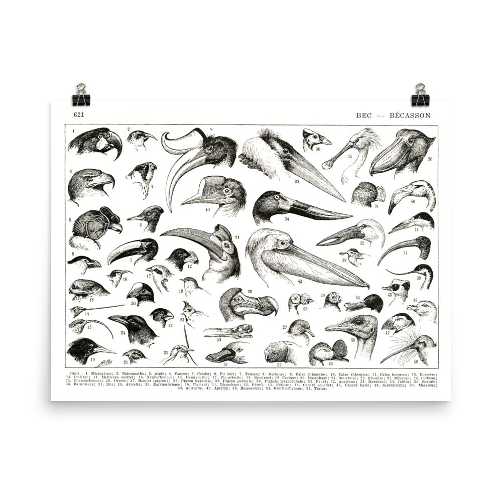 Horizontal Bird beaks poster by Adolphe Millot for Ornithology Science Decor