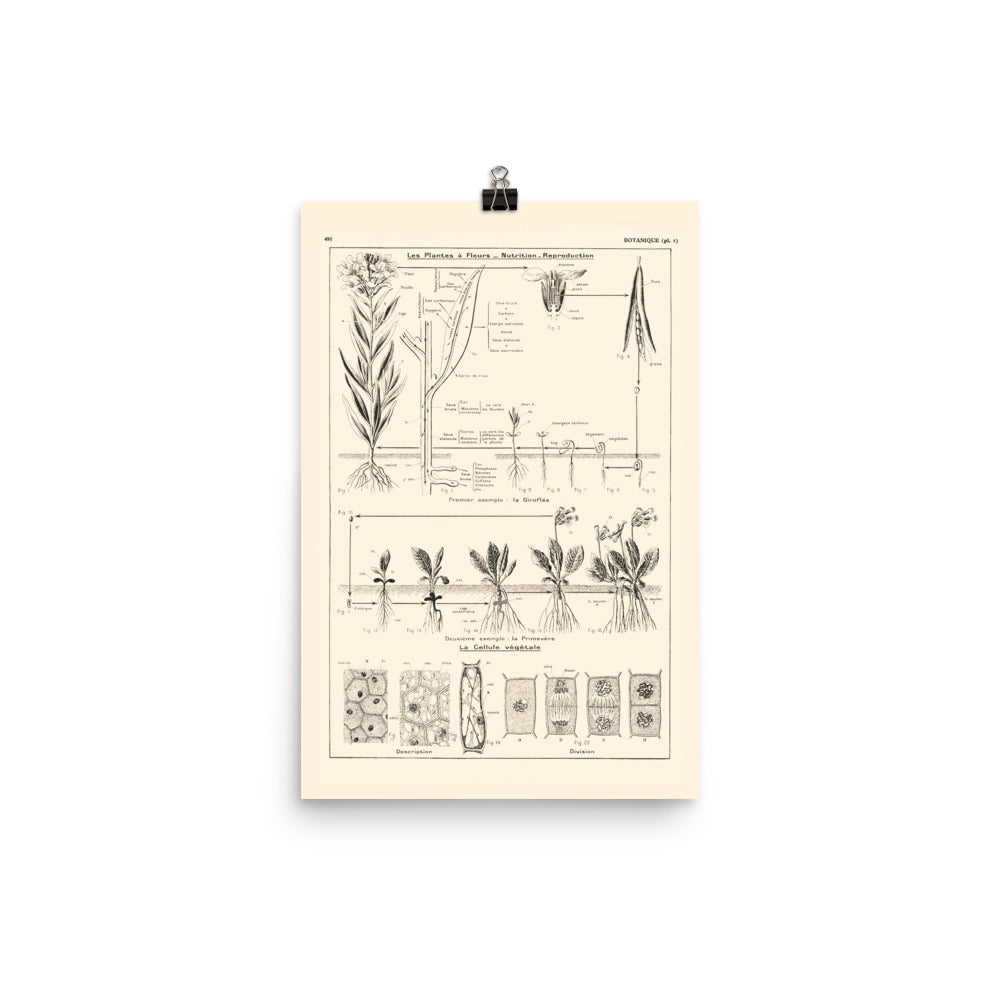 Botanics poster - Nutrition & Reproduction of flowering plants