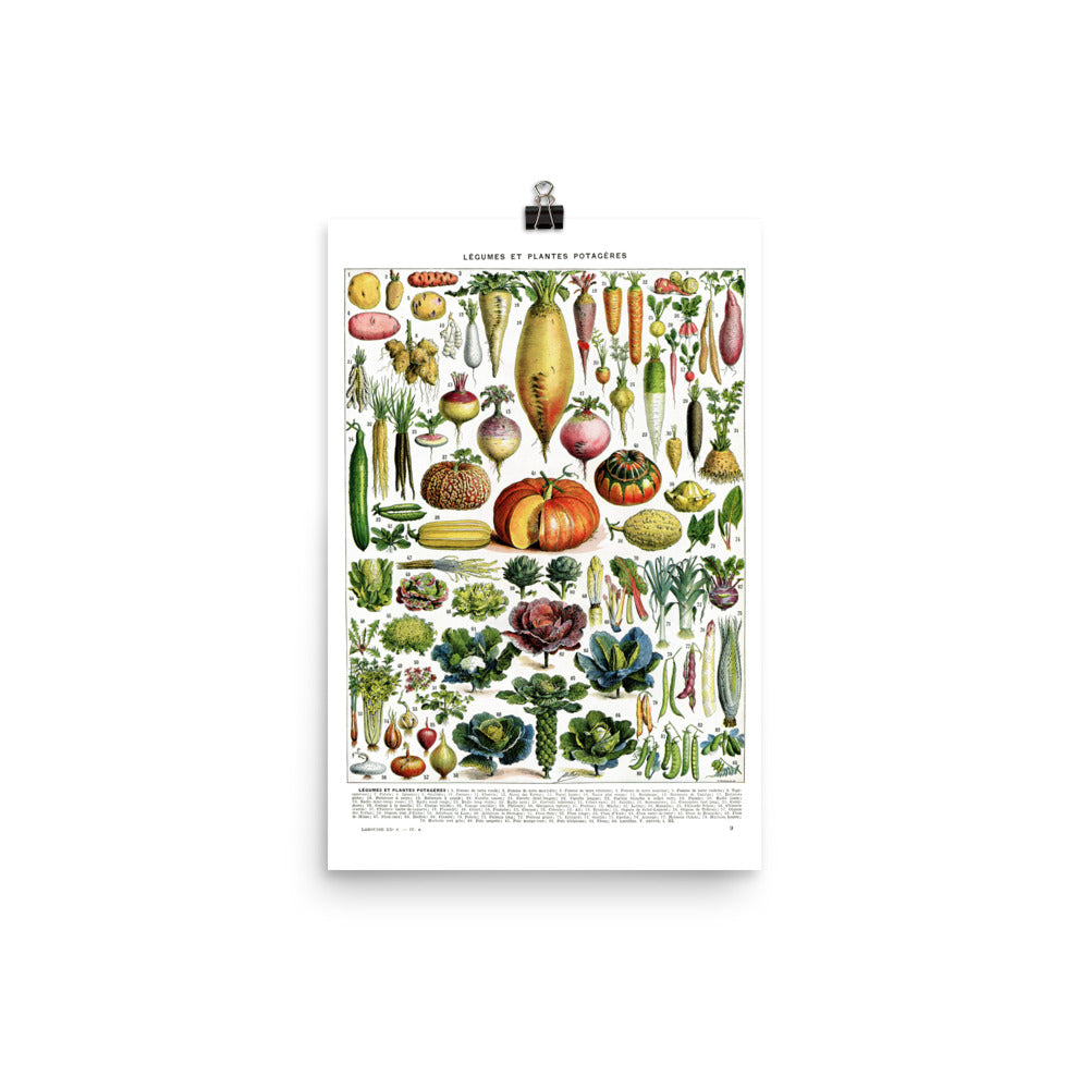 Large Vegetables chart poster for kitchen decor by Adolphe Millot