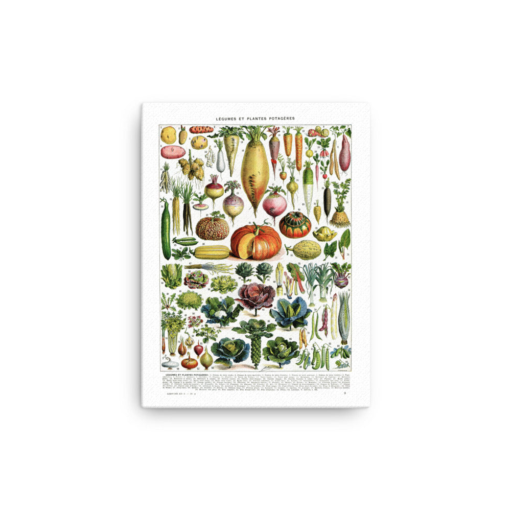 Vegetables Chart Stretched Canvas