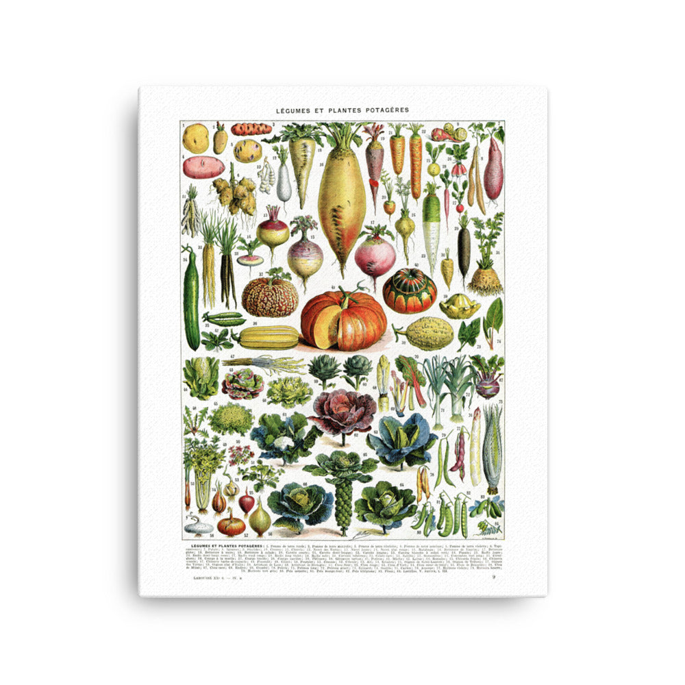 Vegetables Chart Stretched Canvas
