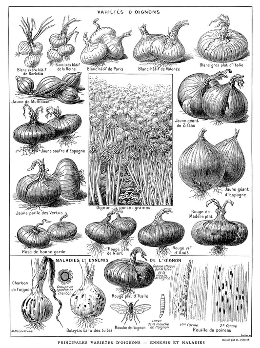 Onion Botanical Poster