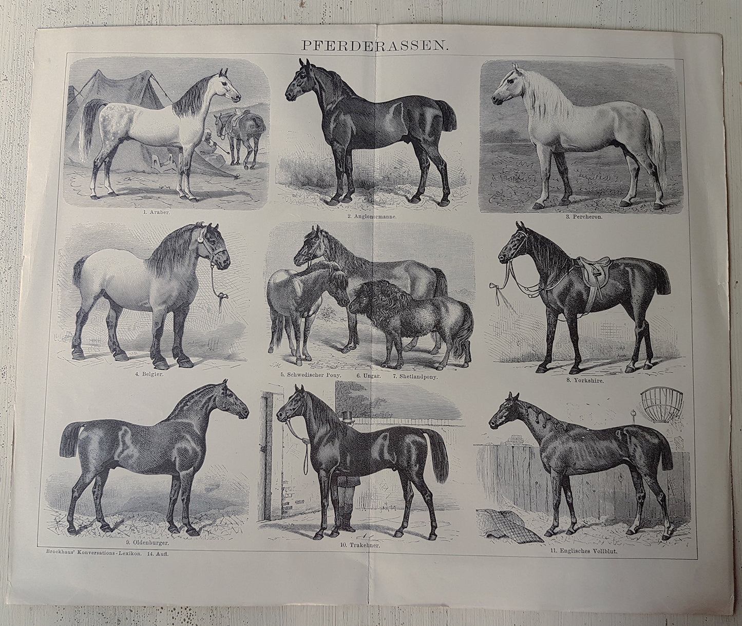 1894 Antique German horse breeds engraving