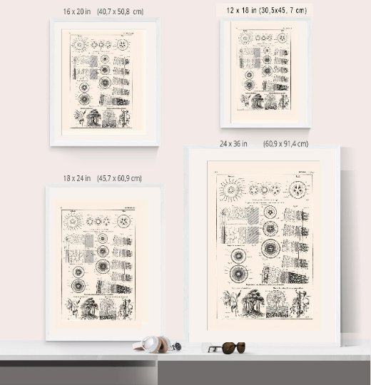 poster sizes comparison of botanical prints on roots and stems