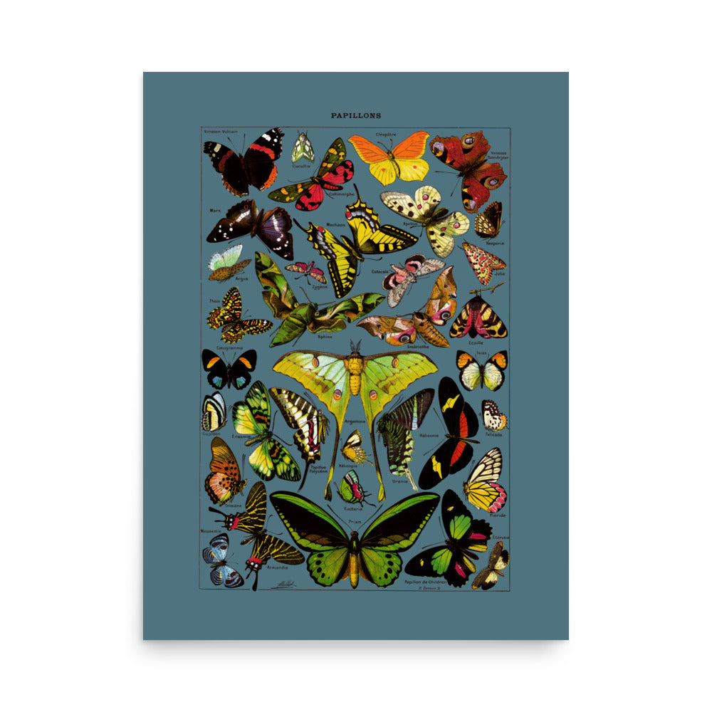 large luster paper butterflies poster from a 1920s french vintage dictionary print on slate blue background