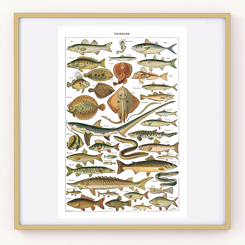 Large Fish Species Chart Poster by Adolphe Millot