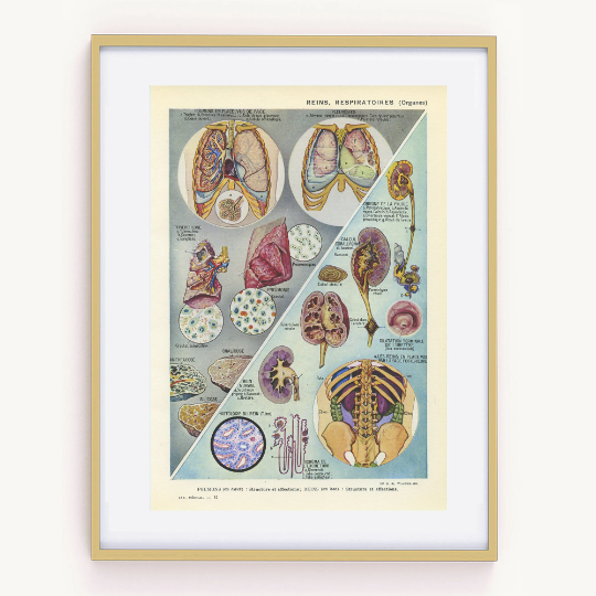 Large lungs and kidney medical anatomy poster