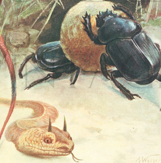 1916 Illustration de caméléon, vipère cornue et scarabée