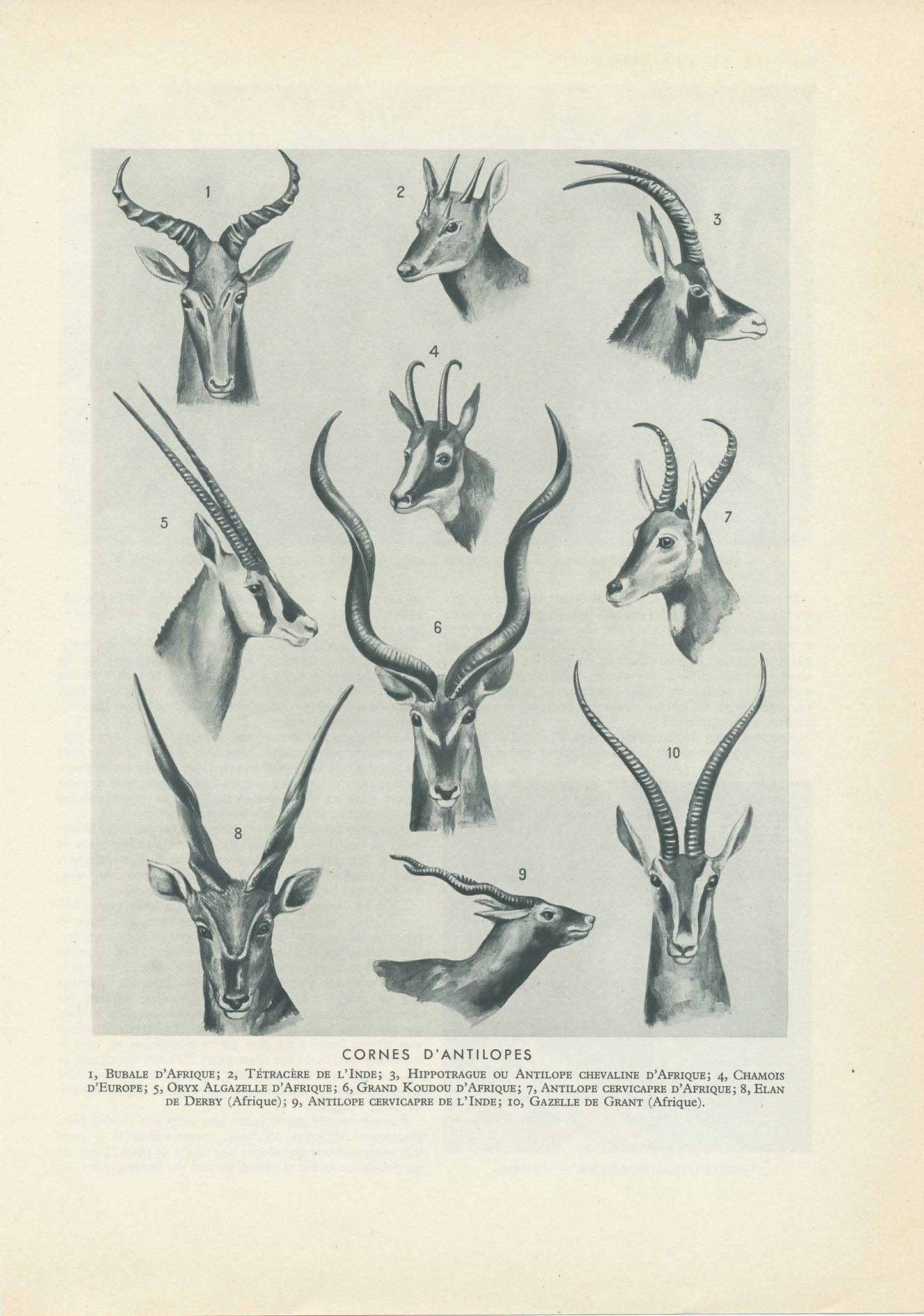 1949 Antelope's Horns Chart