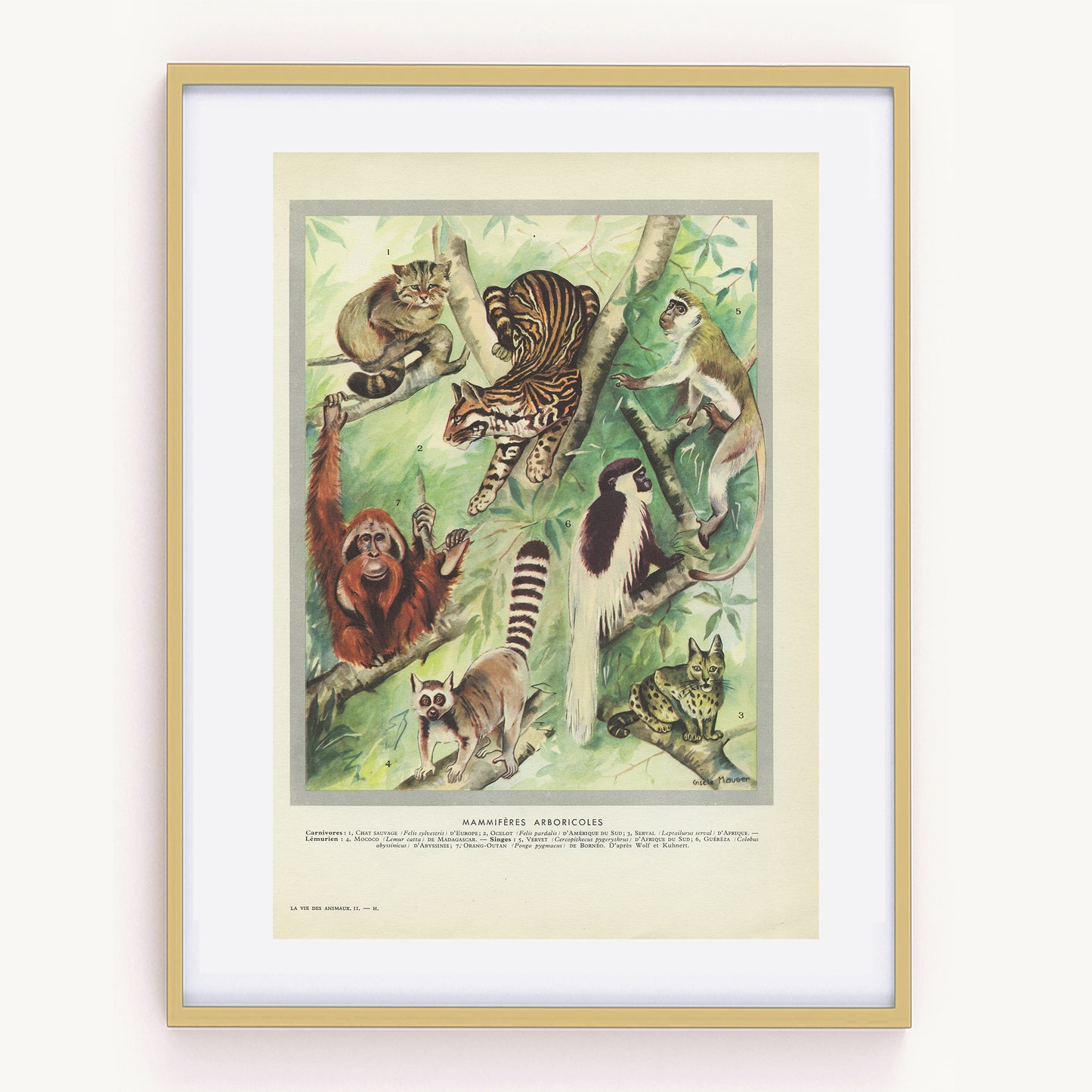 1949 Arboricole mammals print - Lemur, wildcat, monkey