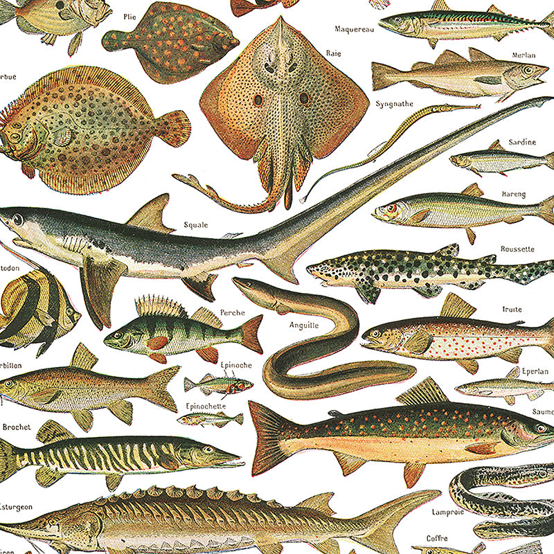 Large Fish Species Chart Poster by Adolphe Millot