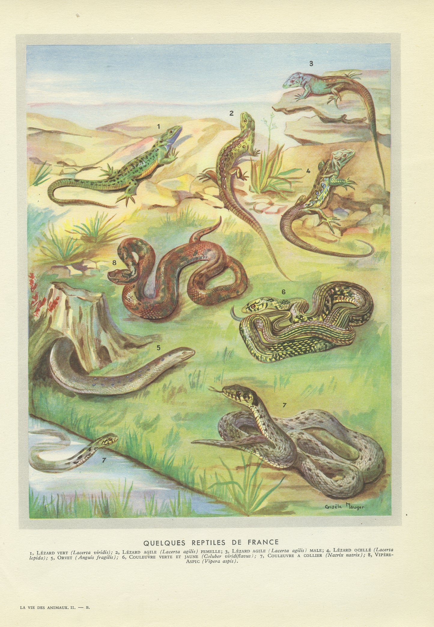 1949 Vintage Reptiles Print